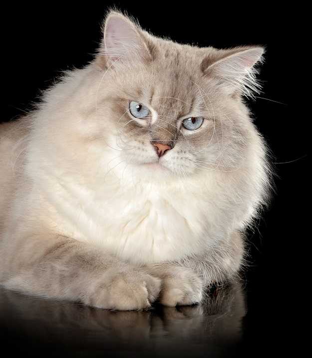 Полосатый котенок - фото, описание и название породы