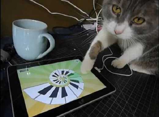 Игры и видео для кошек на экране компьютера или телефона