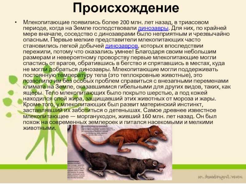 Эволюция рептилий и млекопитающих. первые представители и их развитие