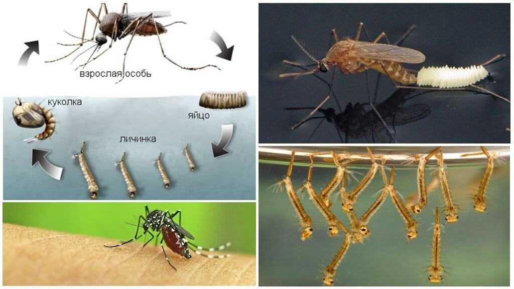 Что любят и чего не любят комары в природе