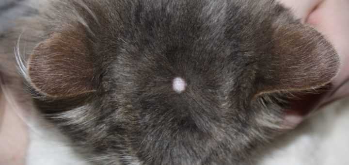 Узнайте симптомы бородавок у кошек папиллом, диагностика, лечение и профилактика данного заболевания у кошек Народные средства лечения