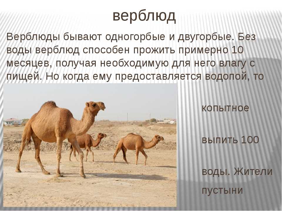 Верблюды в пустыне: чем питаются и сколько живут, одно- и двугорбый верблюды