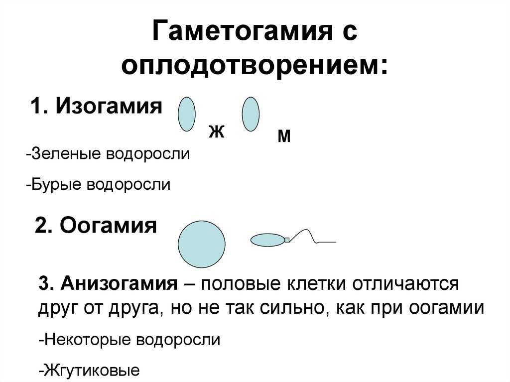 Сравнительная характеристика овогенеза и сперматогенеза