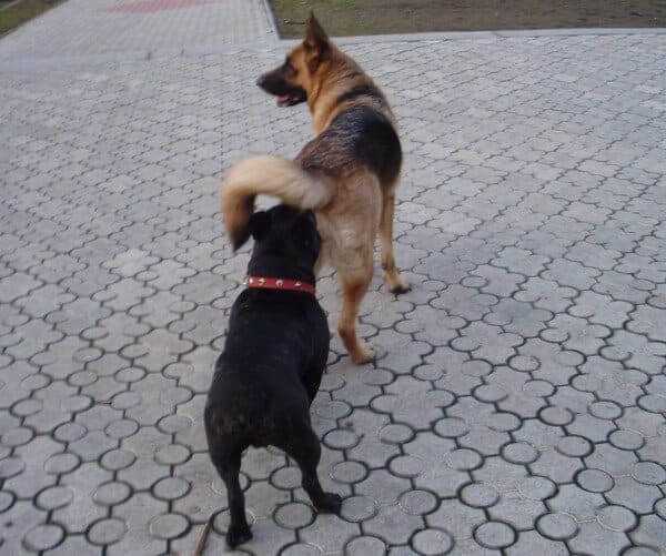 ᐉ почему собаки нюхают под хвостом? - zoomanji.ru