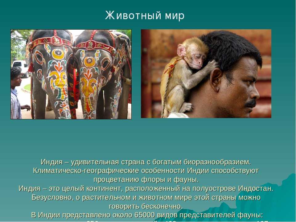 Животный мир россии – список, виды, названия, описание и фото