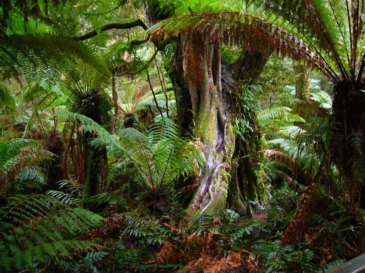 Тропические леса – «вторые легкие земли» - интернет-газета «континент»