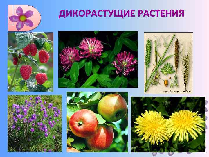 Виды и примеры дикорастущих и культурных растений - tarologiay.ru