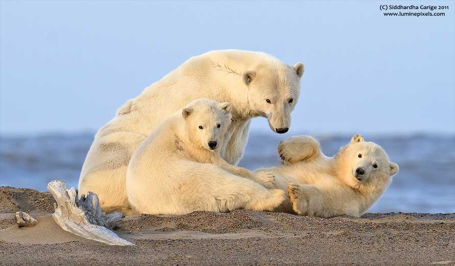 Животные арктики