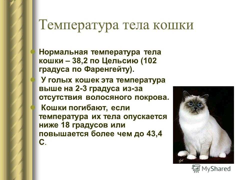 Температура кошки: норма, как измерить, как сбить | блог ветклиники "беланта"