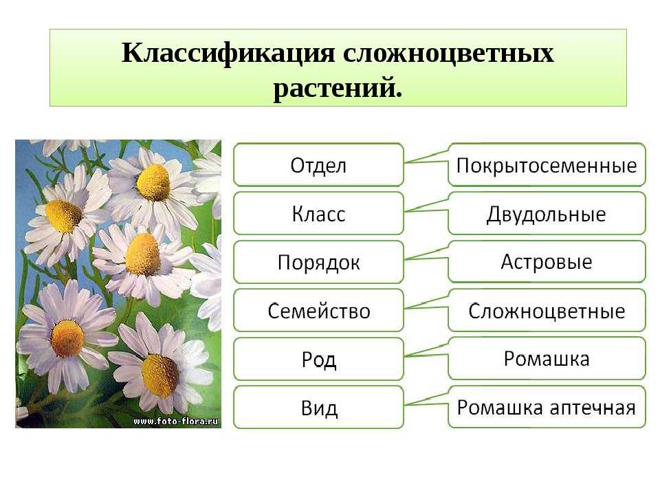 Сколько классов растений. Систематика растений 6 класс биология примеры. Систематика растений 7 класс биология таблица. Ромашка аптечная вид род семейство. Систематика растений 5 класс биология таблица.