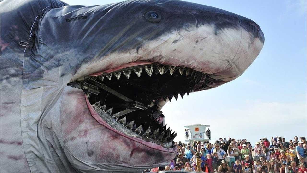Какие акулы  опасны для человека