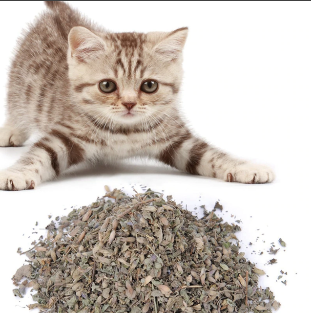 Кошачья мята для кошек и котов: вред, польза, применение | муркотики