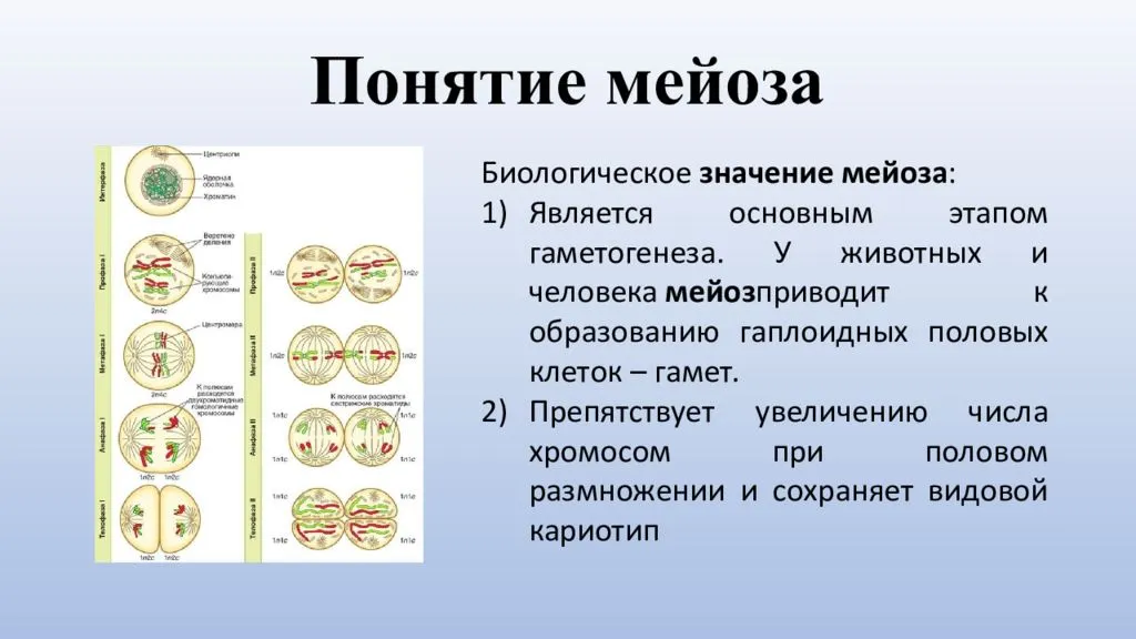 Мейоз тест 10 класс биология. Схема мейоза 10 класс. Стадии мейоза биология 9. Набор хромосом после 1 деления мейоза. Деление клеток 9 класс биология мейоз.