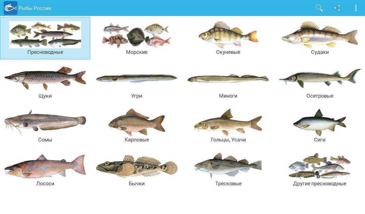 Самые глубоководные виды рыб: фото и краткое описание