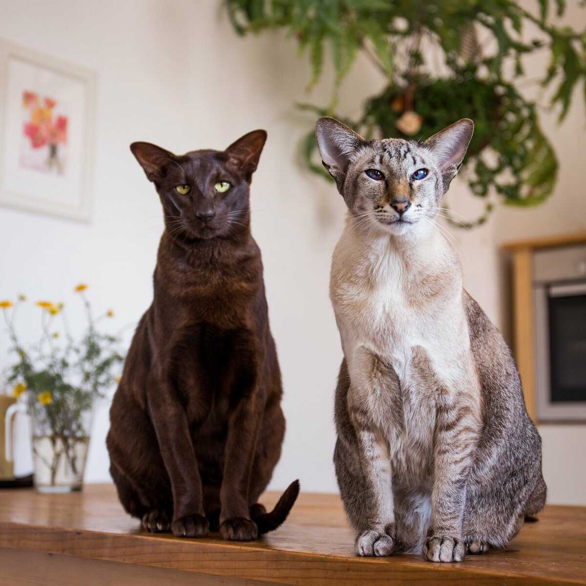 Характеры кошек: виды, темпераменты, примеры пород