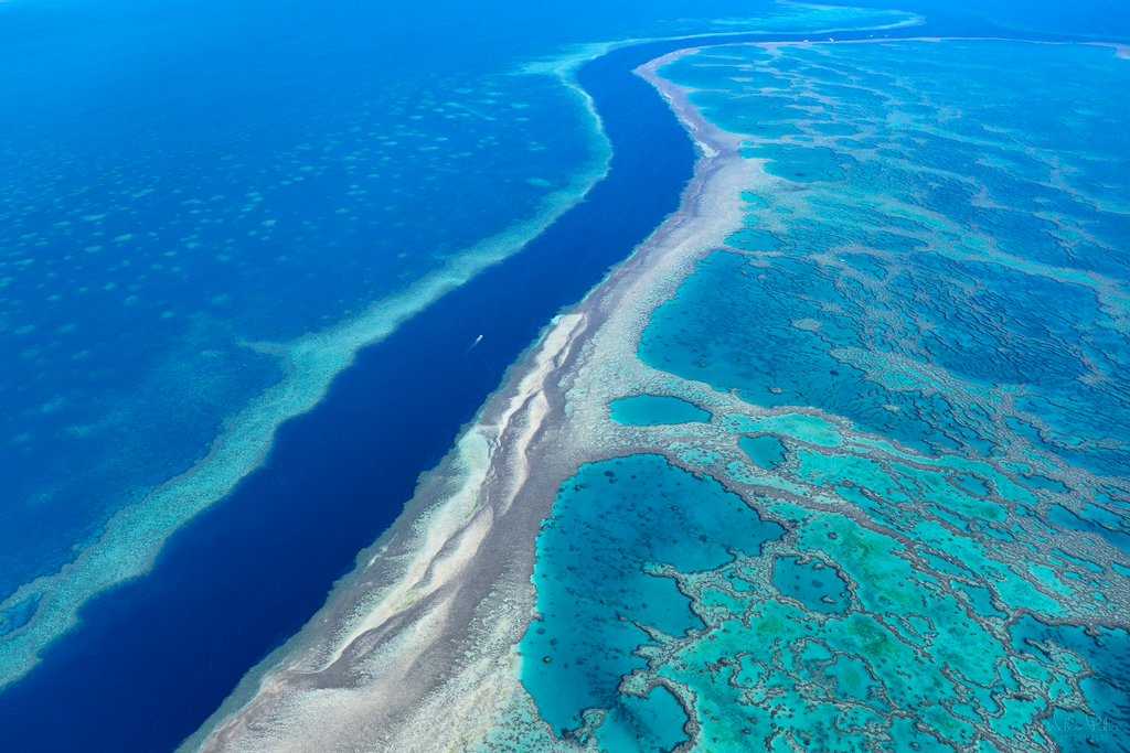 Топ-9 смертельно опасных обитателей коралловых рифов — природа мира