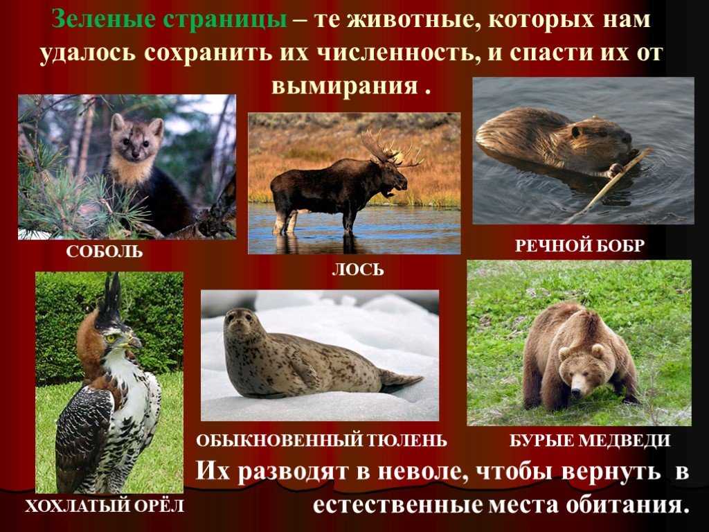Не для кого не секрет, что в Красную книгу внесены вымирающие виды животных, поэтому в этой статье будут представлены некоторые из редких видов фауны России
