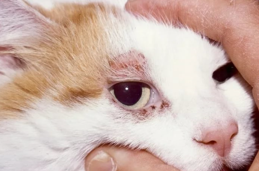 Подкожный клещ у кота - симптомы и лечение демодекоза у котов и кошек | фото подкожного клеща у котов – petadvisor