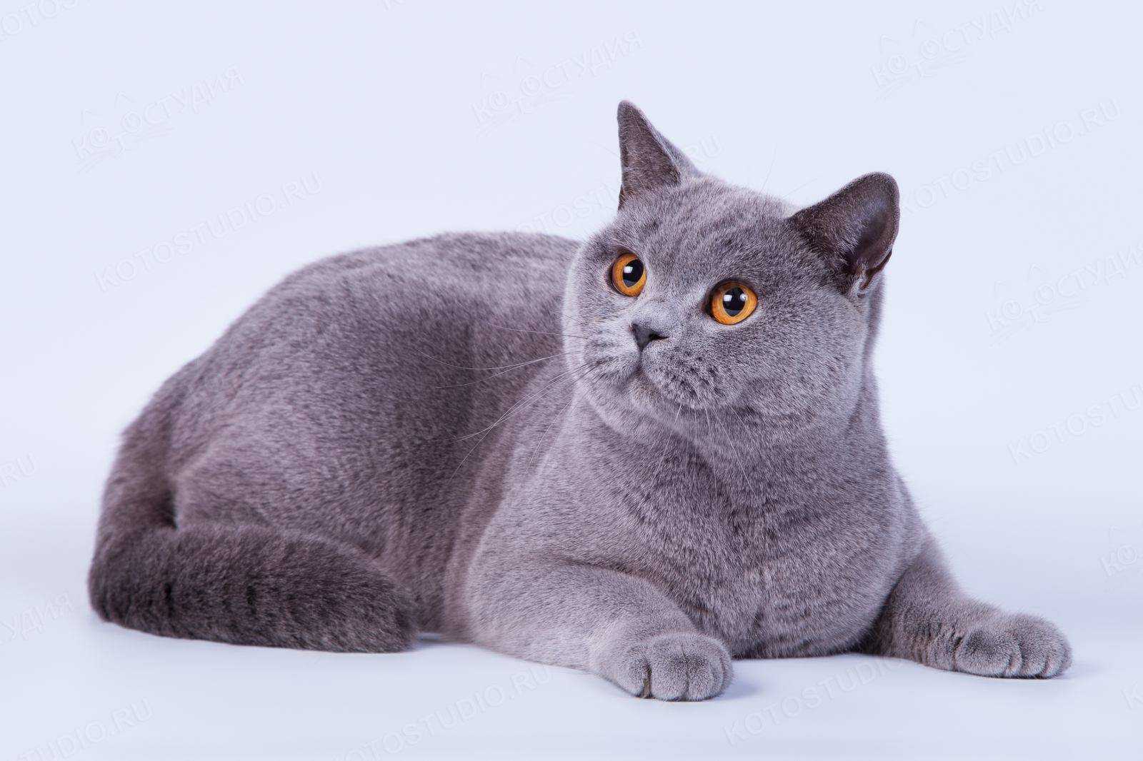 Описание британской короткошерстной кошки