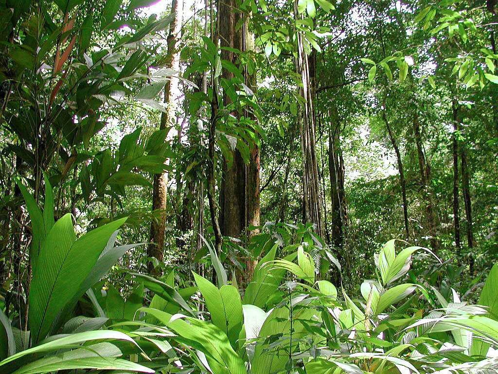 Экваториальные леса: климат, животные и растения ~ русло.info