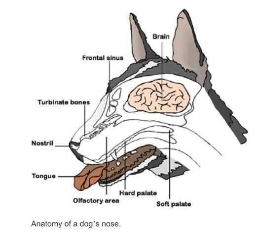 У собаки сухой нос
