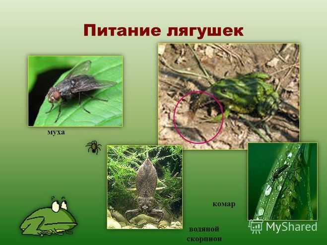 Лягушка - особенности физиологии, питания, размножения, обитания