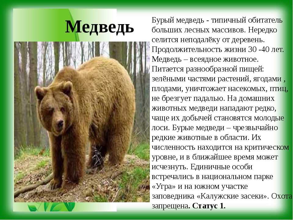 Медведь. описание, названия и особенности медведей