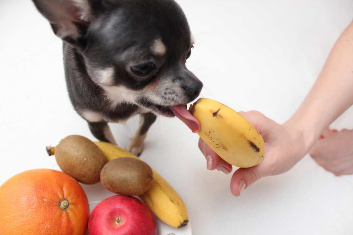 Какие фрукты и ягоды можно собакам