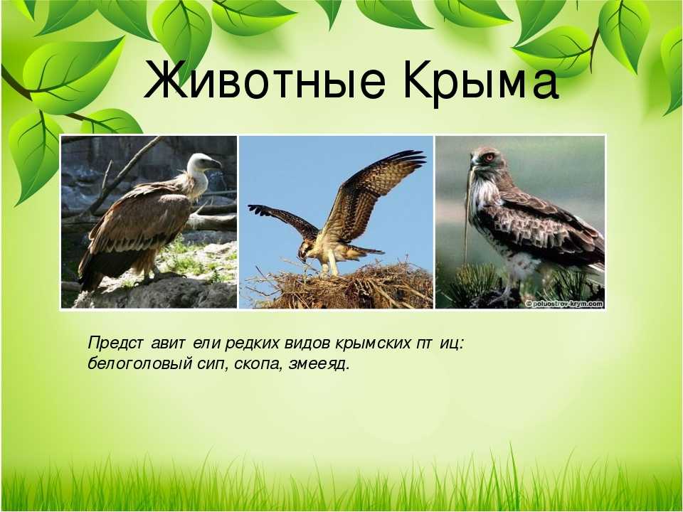 Животные, занесенные в красную книгу крыма: список, фото :: syl.ru