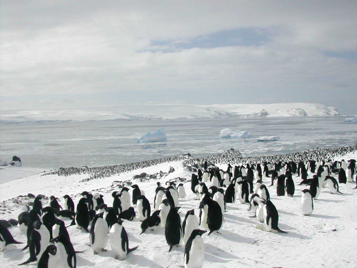 Животные антарктиды. описание и особенности животных антарктиды | живность.ру
