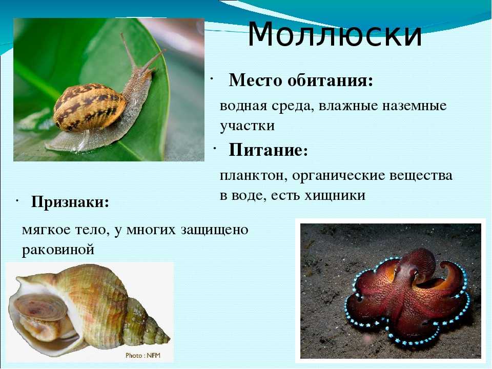 Самые интересные факты про моллюсков | vivareit