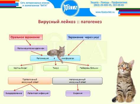 Иммунодефицит у кошек: как передается, симптомы, анализы на вирус, лейкоз, лечение - блог о животных - zoo-pet.ru