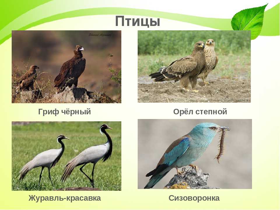 Красная книга республики крым | описания и фото животных