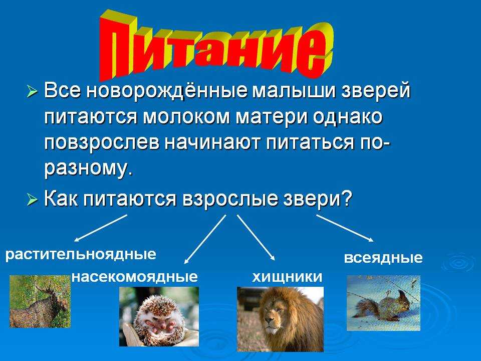 Растительноядные животные список с примерами и названиями - tarologiay.ru