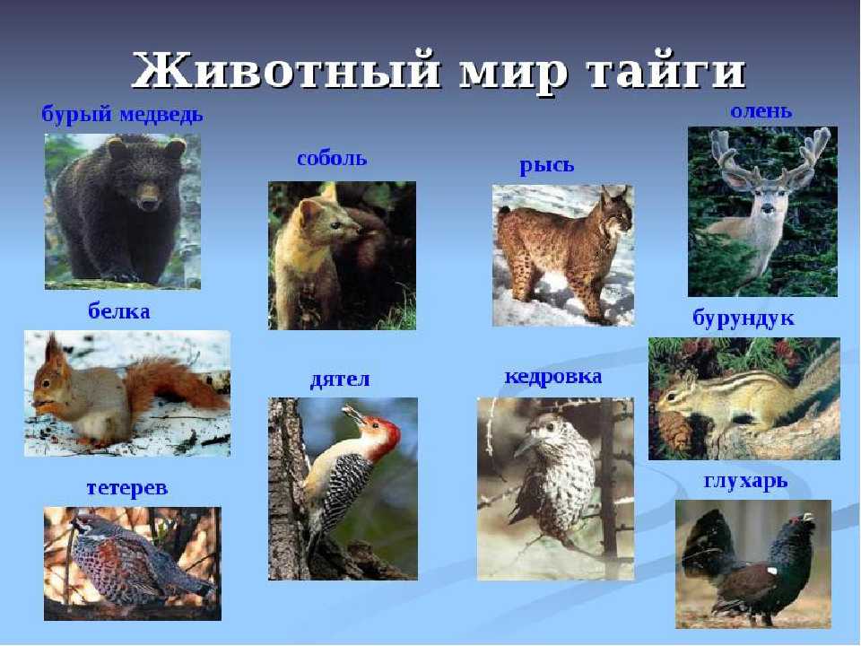 Животные тайги. описание, названия и особенности животных тайги | живность.ру