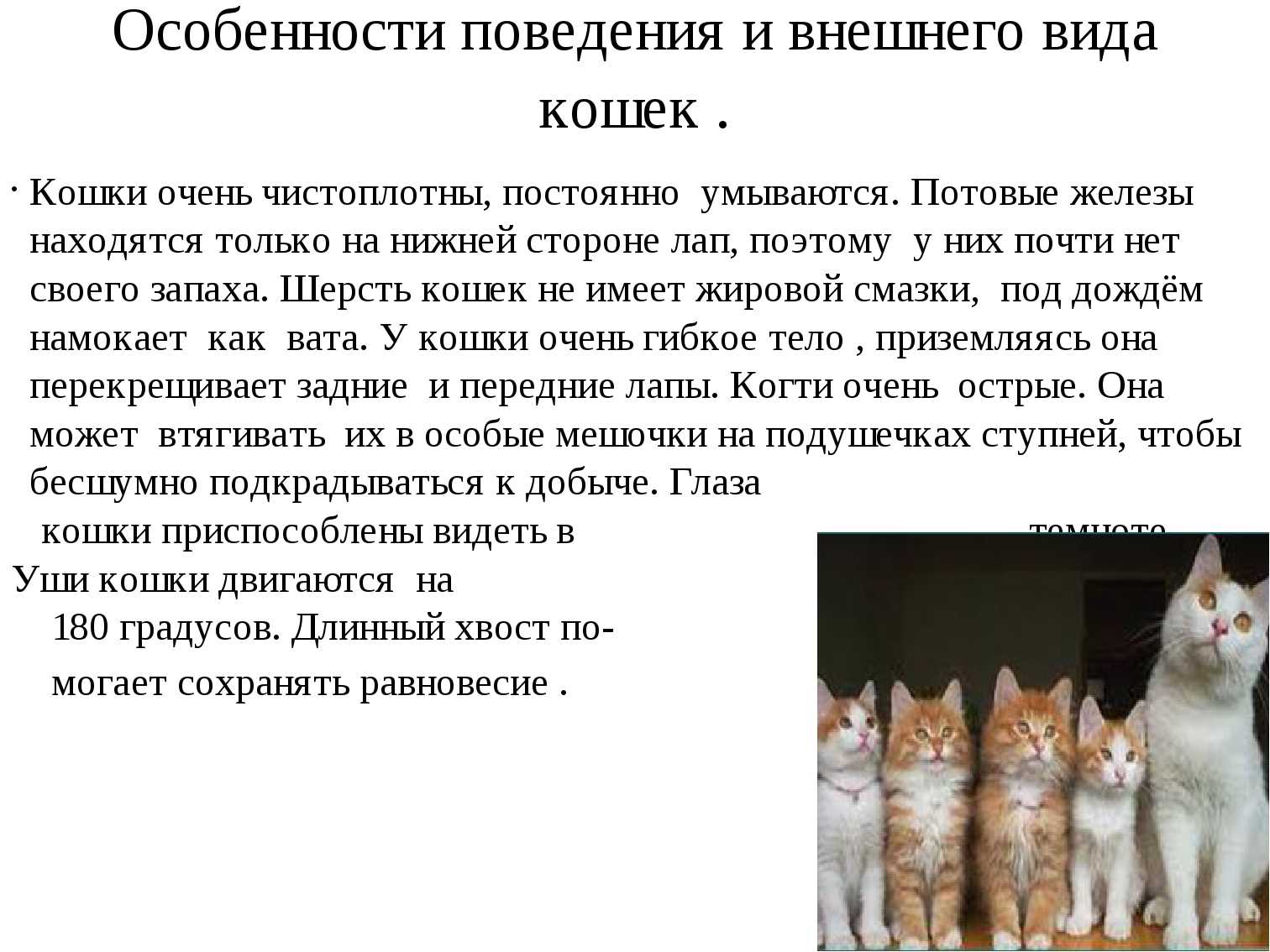 ᐉ как отличить породистого котенка от обычного - zoovet24.ru