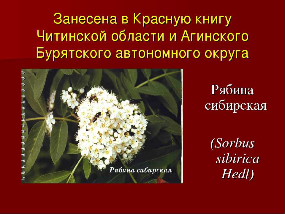 Доклад на тему растения красной книги сообщение (описание для детей)