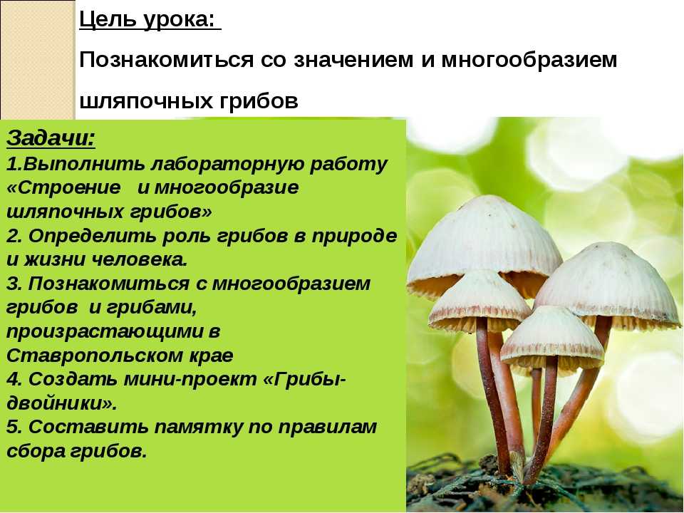 Доклад на тему грибы паразиты сообщение