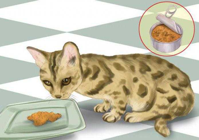 Рейтинг лучших сухих кормов для бенгальской кошки и котенка Какой корм давать при болезнях бенгальцев Советы по выбору натурального питания