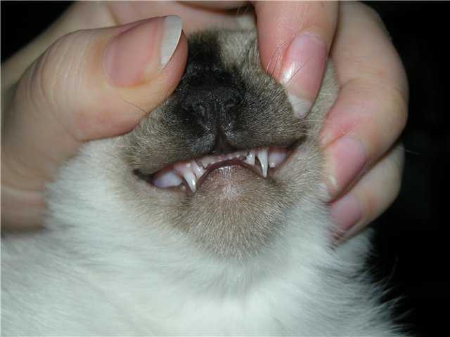 Болезни зубов у кошек симптомы и лечение
