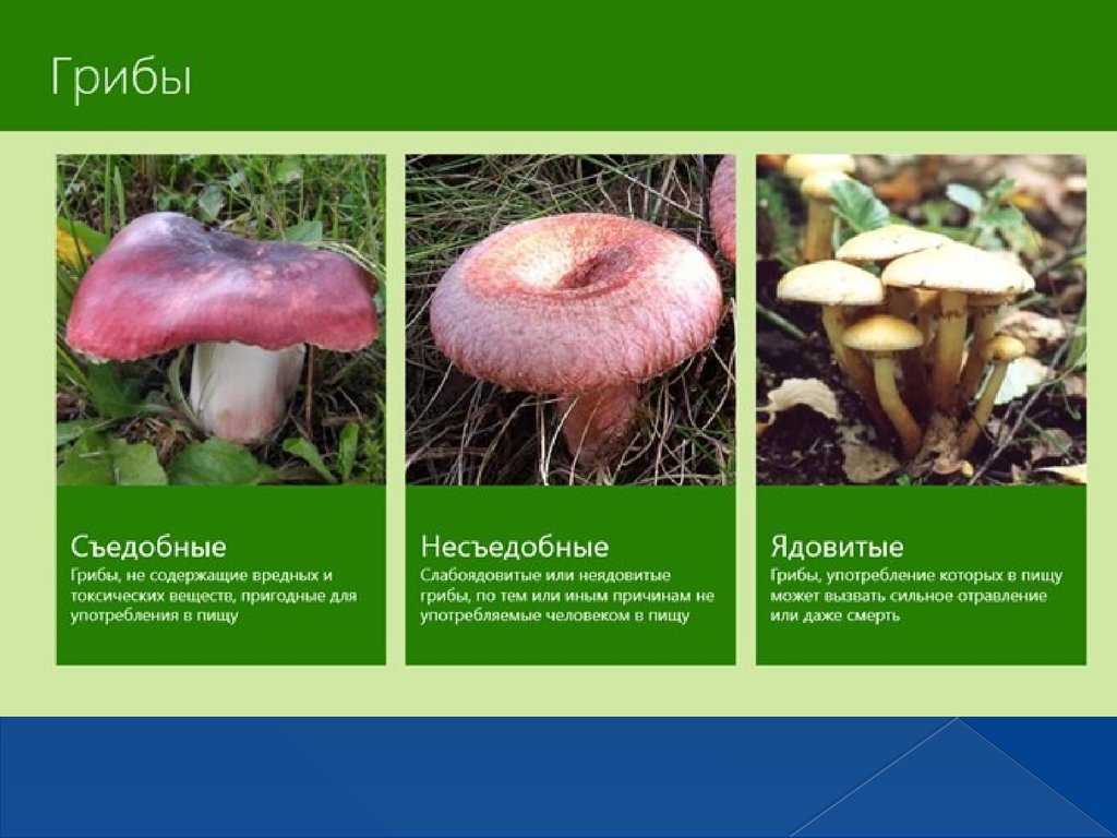 Названия съедобных и несъедобных грибов с картинками