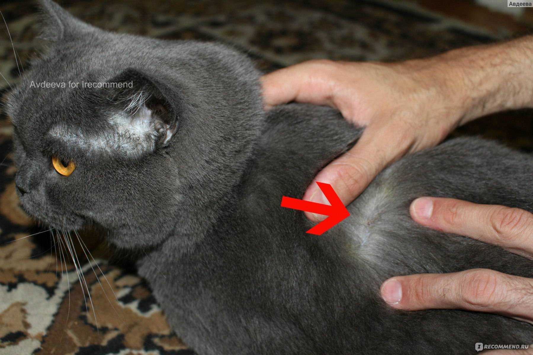 Чипирование кошек: да или нет