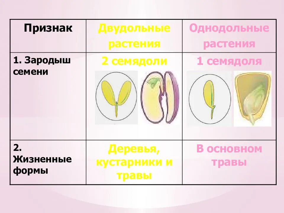 Характеристики однодольных и двудольных растений. признаки, сходство, различия, таблица двудольных и однодольных растений. * vsetemi.ru