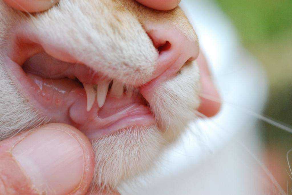 6 причин почему у кошек выпадают зубы - что делать, профилактика