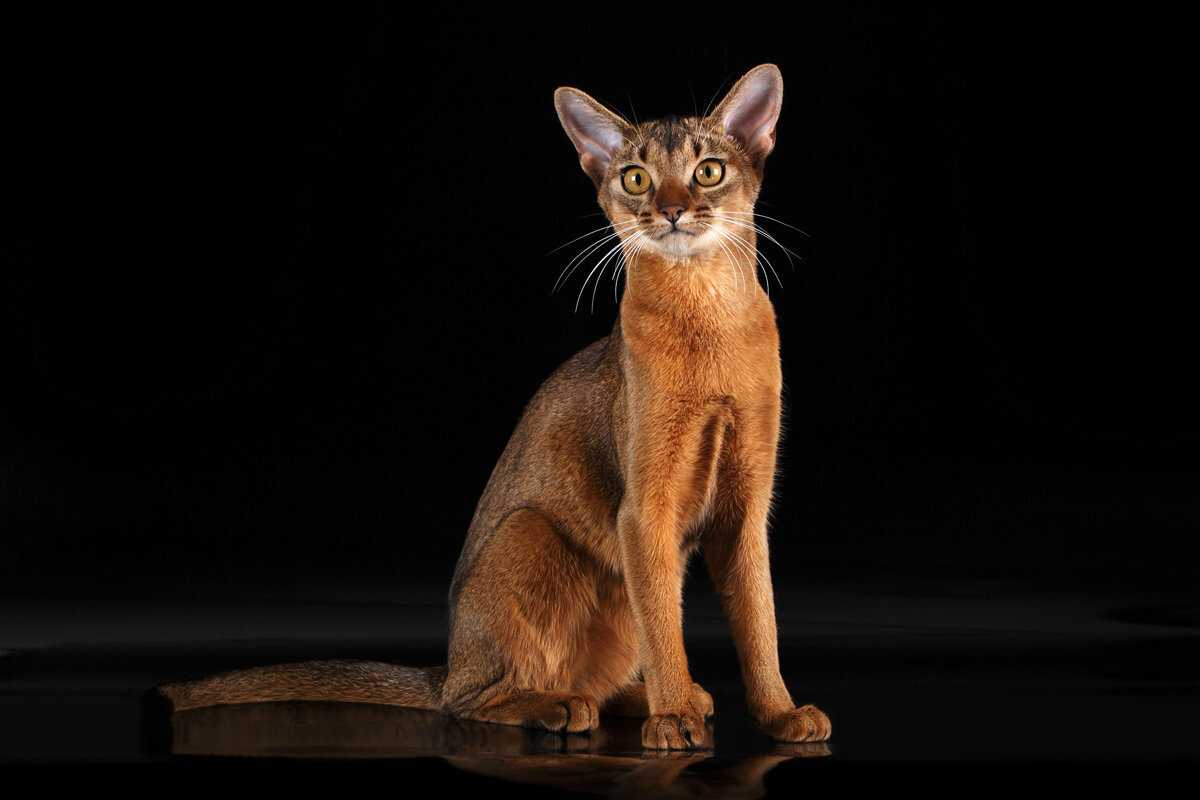 Абиссинская кошка. Египетская кошка Абиссинская. Абиссинская порода кошек Абиссинская. Египетская порода кошек Абиссинская. Породы кошек дикого окраса