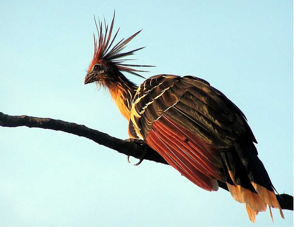 Топ-10 самых необычных птиц в мире: фото и описание