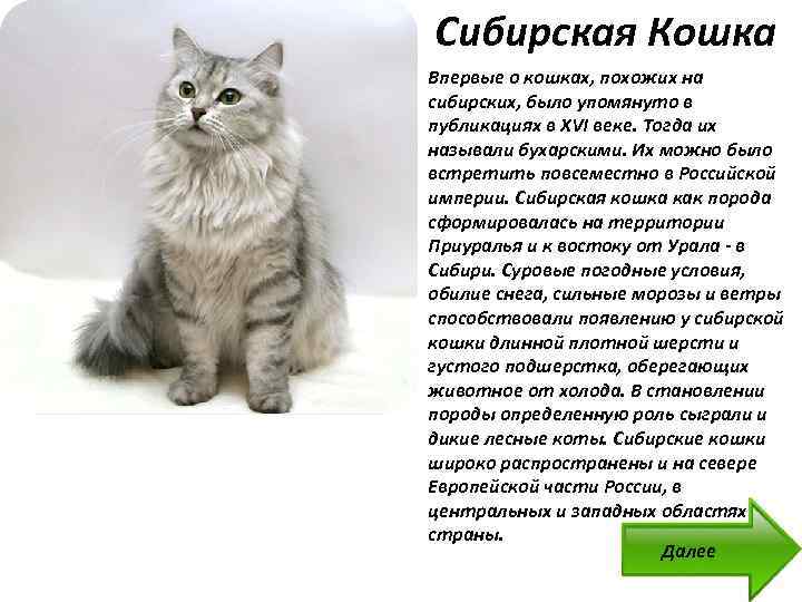 Породы кошек - описание известных пород кошек с фото и видео