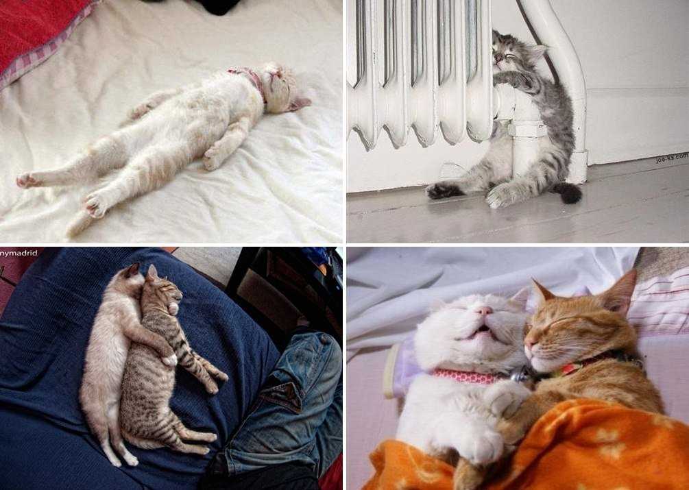 Продолжительность сна у кошки