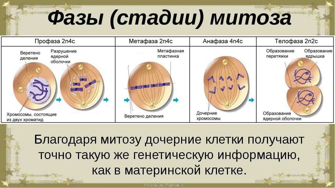Фазы деления эукариотической клетки. Профаза метафаза анафаза рисунки. Митоз профаза метафаза анафаза телофаза. Профаза анафаза телофаза метафаза интерфаза. В ходе мейоза образуется