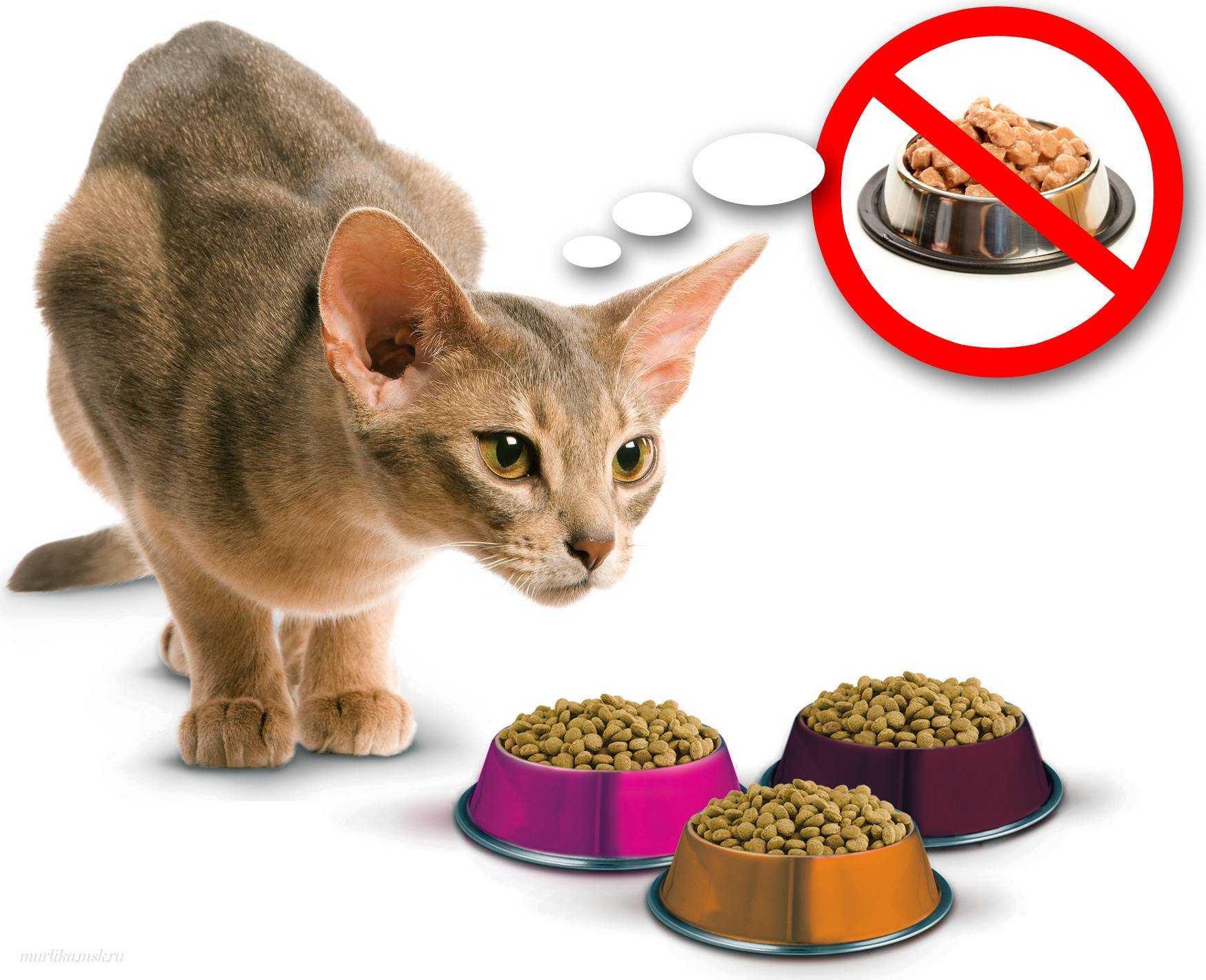 Вреден ли сухой корм для кошек: 5 плюсов и 3 минуса